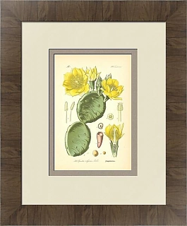 Антикварная хромолитография "Кактус Опунция"