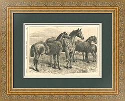 "Лошади-призеры  на конной выставке" - антикварная гравюра