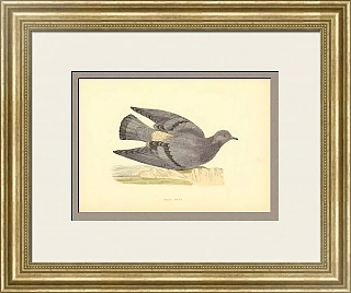 Антикварная гравюра "Голубь"