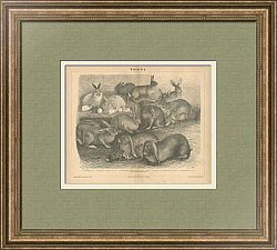 "Кролики" - старинная немецкая гравюра