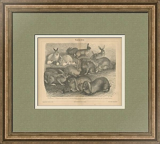 "Кролики" - старинная немецкая гравюра