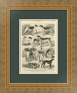 "Выставка гончих" - антикварная редкая гравюра