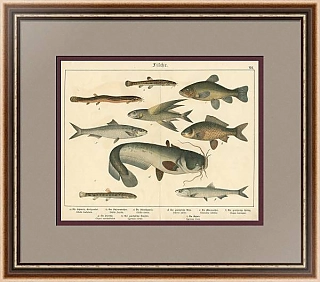 Антикварная хромолитография "Рыбы XVI"