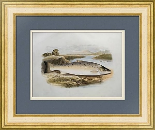 Антикварная хромолитография "Лососевая форель"