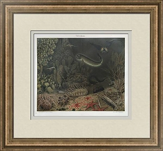 Антикварная хромолитография "Глубоководная фауна"