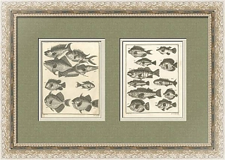 "Рыбы" - редкие антикварные гравюры - оригиналы
