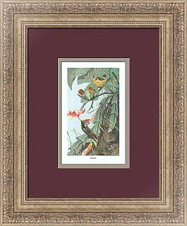 Антикварная иллюстрация "Колибри-кокетки"