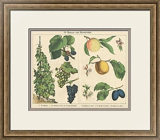Антикварная хромолитография "Косточковые плоды"