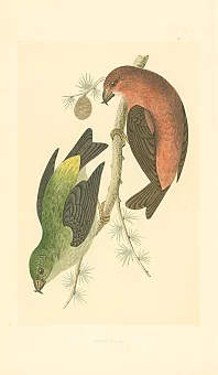 Антикварная гравюра "Клесты". Дополнительное изображение