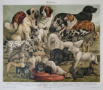 Антикварная хромолитография "Собаки". Дополнительное изображение