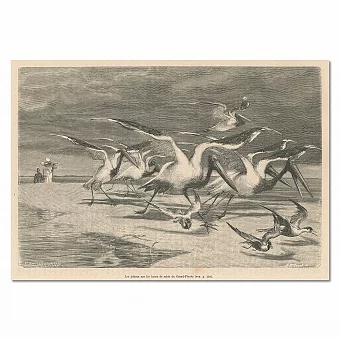 "Ябиру на песчаных отмелях" - антикварная гравюра. Дополнительное изображение