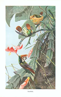Антикварная иллюстрация "Колибри-кокетки". Дополнительное изображение