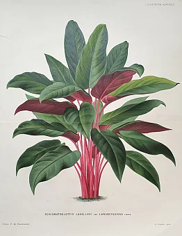 Антикварная хромолитография "Шизматоглоттис". Дополнительное изображение