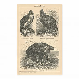 "Хищные птицы" - антикварная немецкая гравюра. Дополнительное изображение