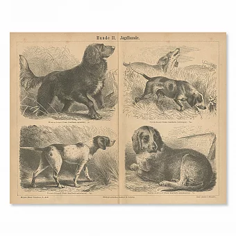 Редкая антикварная гравюра "Охотничьи собаки". Дополнительное изображение