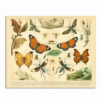 Антикварная хромолитография "Селекция бабочек". Дополнительное изображение