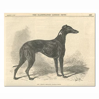 "Борзая Мастер Макграт" - английская оригинальная гравюра - антикварный подарок. Дополнительное изображение