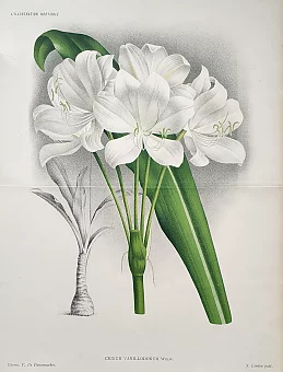Антикварная хромолитография "Кринум широколистный". Дополнительное изображение