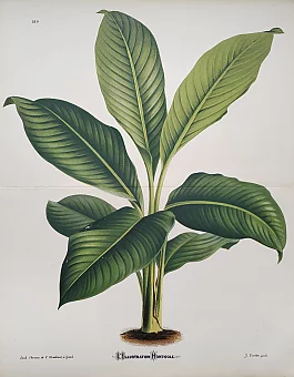 Антикварная хромолитография "Спатифиллум". Дополнительное изображение