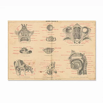 Антикварная гравюра "Анатомия человека. Органы головы". Дополнительное изображение