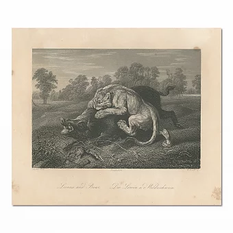 "Лев и кабан" - антикварная гравюра. Дополнительное изображение