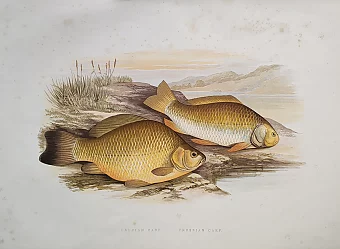 Антикварная хромолитография "Карась и прусский карп". Дополнительное изображение