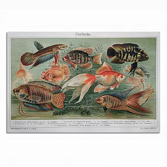 Антикварная хромолитография "Декоративные рыбки". Дополнительное изображение