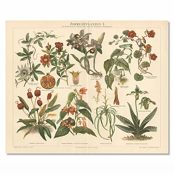 Антикварная немецкая хромолитография "Комнатные растения". Дополнительное изображение