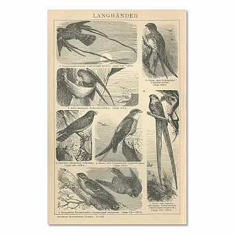 "Ласточки и стрижи" - оригинальная антикварная гравюра. Дополнительное изображение