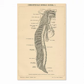 Антикварная гравюра "Симпатическая нервная система". Дополнительное изображение