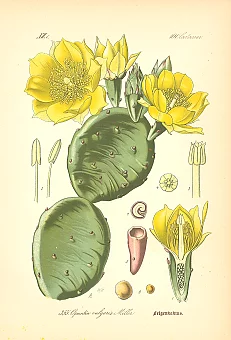 Антикварная хромолитография "Кактус Опунция". Дополнительное изображение