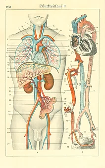 Антикварная гравюра "Кровообращение". Дополнительное изображение