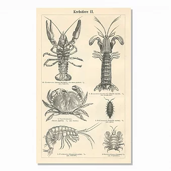 Старинный эстамп "Ракообразные II". Дополнительное изображение