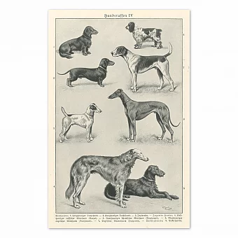 "Породы собак" - антикварная редкая литография. Дополнительное изображение