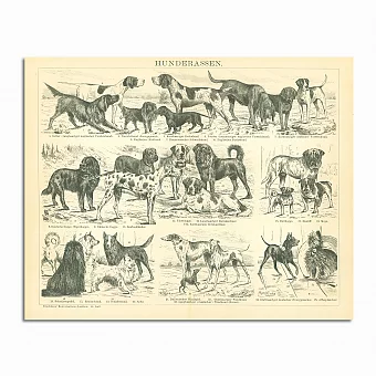 Антикварная гравюра "Породы собак". Дополнительное изображение