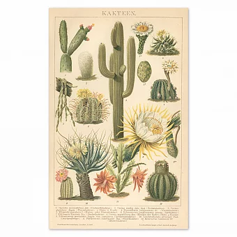"Кактусы" - оригинальная антикварная хромолитография. Дополнительное изображение