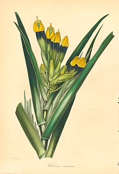 Антикварная гравюра "Витсения Маура". Дополнительное изображение