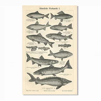 Антикварные гравюры "Искусственное рыбоводство и рыбалка в пруду". Дополнительное изображение