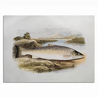 Антикварная хромолитография "Лососевая форель". Дополнительное изображение