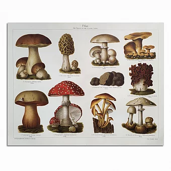 Антикварная хромолитография "Грибы". Дополнительное изображение