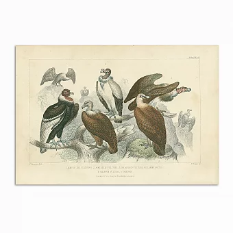 Антикварная хромолитография "Стервятники". Дополнительное изображение