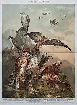Антикварная хромолитография "Хищные птицы". Дополнительное изображение