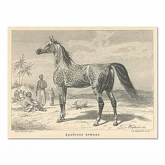 "Арабская лошадь" - оригинальная антикварная гравюра. Дополнительное изображение