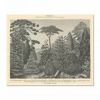 Старинная гравюра "Хвойные деревья". Дополнительное изображение