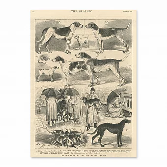 "Выставка гончих" - антикварная редкая гравюра. Дополнительное изображение