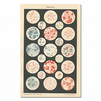 "Бактерии"- редкая антикварная хромолитография. Дополнительное изображение