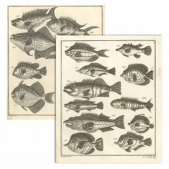 "Рыбы" - редкие антикварные гравюры - оригиналы. Дополнительное изображение