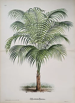 Антикварная хромолитография "Геонома узколистная". Дополнительное изображение