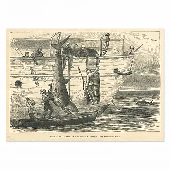 "Разделка акулы" - оригинальная антикварная гравюра. Дополнительное изображение