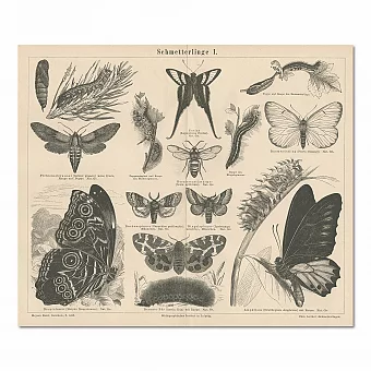 "Бабочки" - редкая старинная гравюра. Дополнительное изображение